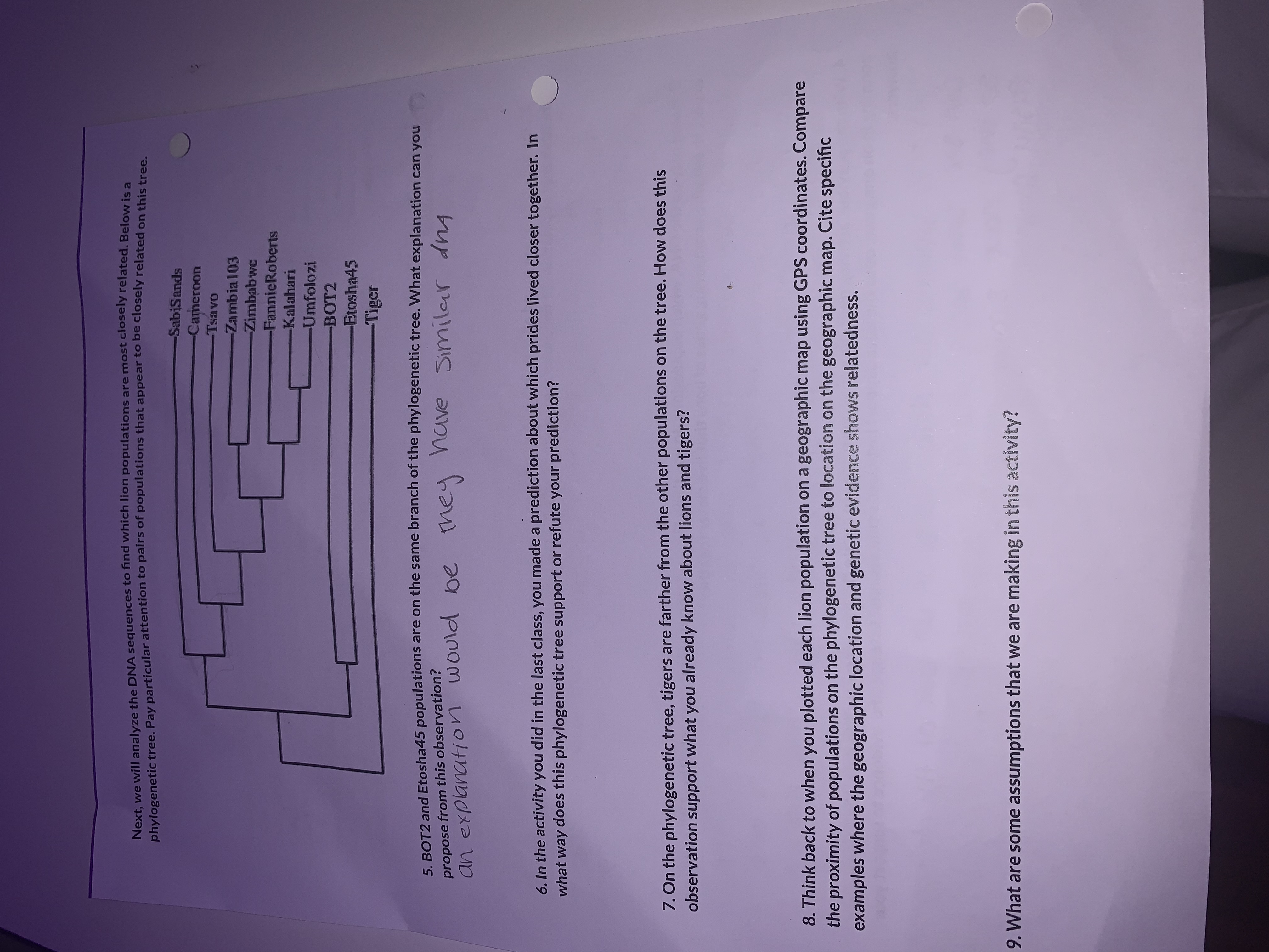 Next, we will analyze the DNA sequences to find which lion populations are most closely related. Below is a
phylogenetic tree. Pay particular attention to pairs of populations that appear to be closely related on thiet n
-SabiSands
Cameroon
OABSI-
-Zambia103
-Zimbab we
-FannicRoberts
Kalahari
Umfolozi
BOT2
Etosha45
-Tiger
6 BOT2 and Etosha45 populations are on the same branch of the phylogenetic tree. What explanation can you
would be ney
Similar dnA
propose from this observation?
tup s aanu
6. In the activity you did in the last class, you made a prediction about which prides lived closer together. In
what way does this phylogenetic tree support or refute your prediction?
7. On the phylogenetic tree, tigers are farther from the other populations on the tree. How does this
observation support what you already know about lions and tigers?
8. Think back to when you plotted each lion population on a geographic map using GPS coordinates. Compare
the proximity of populations on the phylogenetic tree to location on the geographic map. Cite specific
examples where the geographic location and genetic evidence shows relatedness.
9. What are some assumptions that we are making in this activity?
