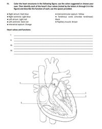 Answered: IV. Color the heart structures in the… | bartleby