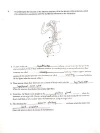 V.
To understand the function of the anterior pituitary, fill in the blanks in the sentences, which
are numbered to coordinate with the numbered structures in the illustration
-3
1. Neurons within the.
hypothalamus
synthesize various hormones th.at act on the
anterior pituitary. Some of these hormones stimulate the anterior pituitary to secrete its hormones; these
hormones. Othets suppress hormone
hormones are called
teleasing
secretion by the anterior pituitary: these hormones are called
(In the figure, color the neurons yellow.)
Lin hi liting
hormones.
2. These neurons release their hormones into a system of blood vessels called the
hypo thalama-
hypephyscad portal system
(Color the structure described in this sentence light blue.)
pituitary gland
where the
3. From there, the blood travels straight to the.
hormones act on target cells. (Insert a series of small red dots to show the path traveled by the hormones.
Insert small black arrows to show where the hormones are acting on target cells.)
4. This stimulates the
ornterior pituitary
to release certain hormones into
blood irulation
(Inscrt red arrows to show the release of the hormones.)
