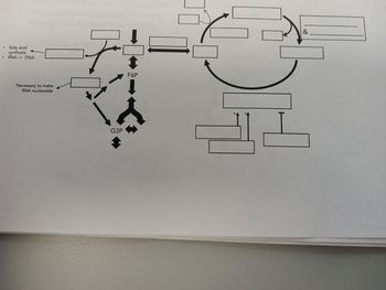 ●
fatty acid
synthesis
RNA -> DNA
Necessary to make
RNA nucleotide
G3P
↓
F6P