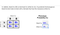 Answered: In Rabbits, Black Fur (B) Is Dominant… | Bartleby