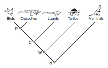 Birds
P
Crocodiles
C
W
Lizards
N
Turtles
Mammals