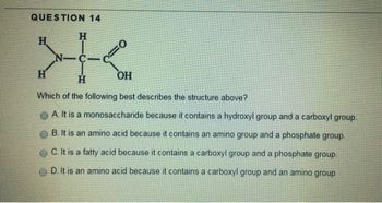 QUESTION 14
H
N-
H
=0
H
OH
H
Which of the following best describes the structure above?
A. It is a monosaccharide because it contains a hydroxyl group and a carboxyl group.
B. It is an amino acid because it contains an amino group and a phosphate group.
C. It is a fatty acid because it contains a carboxyl group and a phosphate group.
D. It is an amino acid because it contains a carboxyl group and an amino group