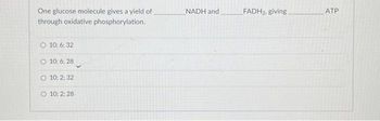 One glucose molecule gives a yield of
through oxidative phosphorylation.
O 10: 6:32
O 10: 6:28
O 10; 2; 32
O 10; 2: 28
NADH and
FADH₂, giving
ATP