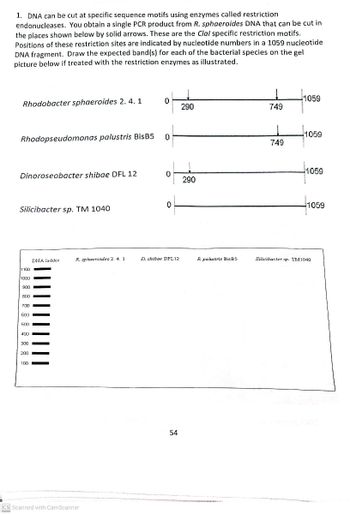 1. DNA can be cut at specific sequence motifs using enzymes called restriction
endonucleases. You obtain a single PCR product from R. sphaeroides DNA that can be cut in
the places shown below by solid arrows. These are the Clal specific restriction motifs.
Positions of these restriction sites are indicated by nucleotide numbers in a 1059 nucleotide
DNA fragment. Draw the expected band(s) for each of the bacterial species on the gel
picture below if treated with the restriction enzymes as illustrated.
Rhodobacter sphaeroides 2. 4.1
1059
0
290
749
Rhodopseudomonas palustris BisB5
0
Dinoroseobacter shibae DFL 12
0
290
Silicibacter sp. TM 1040
0
1059
749
1059
1059
DNA ladder
R. sphaeroides 2. 4. 1
D. shibae DFL12
R. palustris BisB5
Silicibacter sp. TM1040
1100
1000
900
800
700
600
500
400
300
200
100
||||||||
CS Scanned with CamScanner
54