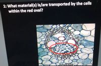 1: What material(s) is/are transported by the cells
within the red oval?
