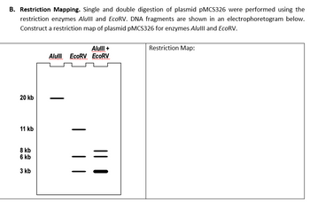 B. Restriction Mapping. Single and double digestion of plasmid pMCS326 were performed using the
restriction enzymes Alulll and EcoRV. DNA fragments are shown in an electrophoretogram below.
Construct a restriction map of plasmid pMCS326 for enzymes Alulll and EcoRV.
20 kb
11 kb
8 kb
6 kb
kb
3
Alulll +
Alull EcoRV ECORV
| ||
Restriction Map: