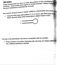 RNA folding
structure") stabilized by intramolecular H-bonds.
• Using the RNA base abbreviations: A, G, C and U, add RNA bases to 4
hairpin structure below which would allow a stable hairpin to form.
5'
3'
The loop in the stem/hairpin can serve a recognition site for a protein.
Draw a cartoon of a protein interacting with one loop of a folded ssRNA that
has 3 different stretches of dsRNA.
