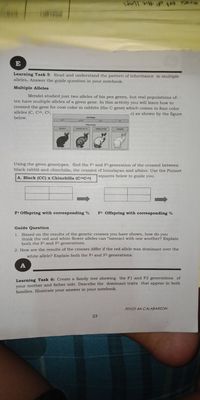 YCA 6v of the 1ungS
E
Learning Task 5: Read and understand the pattern of inheritance in multiple
alleles. Answer the guide question in your notebook.
Multiple Alleles
Mendel studied just two alleles of his pea genes, but real populations of-
ten have multiple alleles of a given gene. In this activity you will learn how to
crossed the gene for coat color in rabbits (the C gene) which comes in four color
alleles (C, Ceh, Ch,
c) as shown by the figure
below,
CHNCHLLA
HMALAYAN
ALDINO
Using the given genotypes, find the F1 and F2 generation of the crossed between
black rabbit and chinchilla, the crossed of himalayan and albino. Use the Punnet
A. Black (CC) x Chinchilla (CehCeh)
|squares below to guide you.
F1 Offspring with corresponding %
F2 Offspring with corresponding %
Guide Question
1. Based on the results of the genetic crosses you have shown, how do you
think the red and white flower alleles can "interact with one another? Explain
both the Fl and F2 generations.
2. How are the results of the crosses differ if the red allele was dominant over the
white allele? Explain both the F1 and F2 generations.
Learning Task 6: Create a family tree showing the F1 and F2 generations of
your mother and father side. Describe the dominant traits that appear in both
families. Illustrate your answer in your notebook.
PIVOT 4A CALABARZON
23
