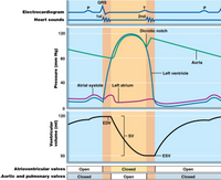 QRS
P
P
Electrocardiogram
1st
2nd
Heart sounds
Dicrotic notch
120
80
Aorta
Left ventricle
40
Atrial systole
Left atrium
120
EDV
SV
50
ESV
Atrioventricular valves
Open
Closed
Оpen
Aortic and pulmonary valves
Closed
Open
Closed
Ventricular
volume (ml)
Pressure (mm Hg)
