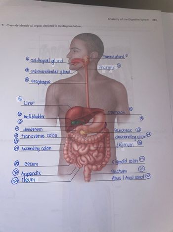 7. Correctly identify all organs depicted in the diagram below.
ritmiem
sublingual gland
submandibular gland
esophagus
29
Liver
Gallbladder
duodenum
13 transverse colon
Ascending colon
cecum
Appendix
ileum
Anatomy of the Digestive System
Parotid gland
Pharynx
stomach
€
(9)
Pancreas 2
descending colon
jejunum
sigmoid colon
Rectum
21
Anus / Anal canal 23
483