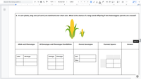 Search the menus (Alt+/)
125% -
Normal text
Calibri
B IUA
11
+
2
3
4
5 I
10
6. In corn plants, long ears (of corn!) are dominant over short ears. What is the chance of a long-eared offspring if two heterozygous parents are crossed?
6 of 11
Allele and Phenotype
All Genotype and Phenotype Possibilities
Parent Genotypes
Punnett Square
Answer
Letter
Phenotype
Genotype
Phenotype
Dad
Mom
