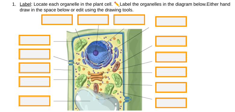 Answered: 1. Label: Locate each organelle in the… | bartleby