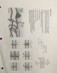 DIRECTIONS:
1. On the cholesterol molecule, label the region that would
be embedded in the membrane (by the phospholipids'
hydrophobic tails) and the region that would be sticking
out of the membrane (by the phospholipids' hydrophilic
heads).
CH3 CH2 CH2 CH3
CH CH2 CH
CH3
CH3
2. On diagrams where integral proteins are shown, label
the hydrophobic and hydrophilic regions.
CH3
3. Label all glycoproteins.
Inner
membrane
но
surface
4. Label the only glycolipid.
5. Label the peripheral protein.
6. Label the following on the diagram showing the six
different functions of cell membrane proteins: a
selective transport channel, a cell surface receptor, cell
adhesion, cell surface identity marker, enzyme, and
attachment to the cytoskeleton.
Extracellular milieu
Cytosol
Cell membrane
