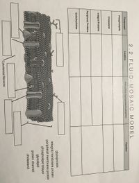 2.2 FLUID-MOSAIC
MODEL
Component
Location
Procertlas (hydrophobic/hydrophilic)
Function
Phospholipids
Cholesterol
Integral Proteins
Peripheral Proteins
Carbohydrates
glycoprotein
integral membrane protein
peripheral membrane protein
phospholipid bilayer
glycolipid
protein channel
cholesterol
Cytoskeletal filaments
