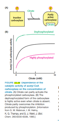 (A)
Citrate
Partly
active
carboxylase
Inactive
carboxylase
Citrate
(B)
Dephosphorylated
Highly phosphorylated
5
10
Citrate (mM)
FIGURE 22.36 Dependence of the
catalytic activity of acetyl CoA
carboxylase on the concentration of
citrate. (A) Citrate can partly activate the
phosphorylated carboxylase. (B) The
dephosphorylated form of the carboxylase
is highly active even when citrate is absent.
Citrate partly overcomes the inhibition
produced by phosphorylation. [Information
from G. M. Mabrouk, I. M. Helmy,
K. G. Thampy, and S. J. Wakil. J. Biol.
Chem. 265:6330-6338, 1990.]
Acetyl CoA carboxylase activity
