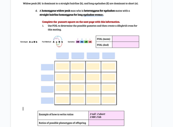 Widow peak (H) is dominant to a straight hairline (h), and long eyelashes (E) are dominant to short (e).
d. A homozygous widow peak man who is heterozygous for eyelashes mates with a
straight hairline homozygous for long eyelashes woman.
Genotype: A a Bb
Complete the punnett square on the next page with this information.
i.
Use FOIL to determine the possible gametes and then create a dihybrid cross for
this mating.
Foil Method:
A a B b
O
Gametes: AB Ab aB ab
Example of how to write ratios.
Ratios of possible phenotypes of offspring
FOIL (mom)
FOIL (dad)
2 tall: 2 short
2 HH: 2 hh