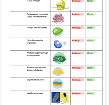 Answered: Name the organelles on images. Then… | bartleby