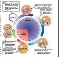 6 Many cells In the human
body exit the cell cycle
and remain in a resting
stage for some time.
Some colls never leave
this phase.
The cell has grown and is
ready to replicate ts DNA
O DNA replication
happens here.
"s
S phase
Go phase
r
Interphase
Cll
division
Mitosis
6 DNA molecules
are divked equally
between the two
daughter cels,
a, phase
Chocks are made to
The ropiicated
DNA IS separated
with prockion.
ensure that conditions are
Sutable for ool divsion.
G. phase
Cytokinesit
