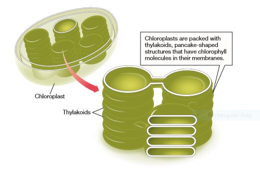 chlorophyll in thylakoid