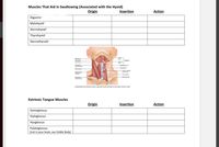 Muscles That Aid in Swallowing (Associated with the Hyoid)
Origin
Insertion
Action
Digastric*
Mylohyoid*
Sternohyoid*
Thyrohyoid
Sternothyroid*
Anterior
bely
Mylohyoid
Stylohyeid-
-Digastrie
Posterior
bely
Hyoid bone
Omohyeid-
(perior bely
Stylohyoid (out
Thyrohyoid
Sternohyoid-
-Thyroid cartage
of the laryn
Sternocieido-
mastoid
Thyroid gand
Sternothyroid
Omohyoid-
(interior bely)
(a) Buprahyoid and intrahyoid muscles superficial muscles ustrated on left, deeper muscles on right
Extrinsic Tongue Muscles
Origin
Insertion
Action
Genioglossus
Styloglossus
Hyoglossus
Palatoglossus
(not in your book, see Visible Body)
