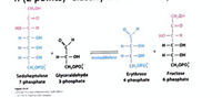 CH,OM
HO--H
H-C-OH
H--OH
H--OH
H-C-OH
transaldalene M-ċ-OH
CH,OPo;
H-C-OH
H-C-OH
CH,OPO
H-C-OH
CH,OPo;
CH,OPO;
Sedoheptulose Glyceraldehyde
7-phosphate
Erythrose
4 phosphate
Fructose
6 phosphate
3-phosphate
