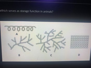 Which serves as storage function in animals?
000000
j
A
B
0000
porati
ဝင်းထ
C
8
D