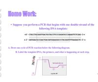 Home Work:
• Suppose you perform a PCR that begins with one double-strand of the
following DNA template:
+5' -СТАССТСCGGGTTGACTGСТАССТТССССGGATGCCCAAAAТТСТСGAG-3—
::::::::::::
:::::::::::: ::::
+3'-GATGGACССССААСТGACGATGGAAGGGCCCТАССGGTTTTAAGAGCTC-5'+
A. Draw one cycle of PCR reaction below the following diagram.
B. Label the template DNA, the primers, and what is happening at each step.
(1)
température
cycle #1
