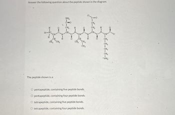 Answer the following question about the peptide shown in the diagram.
NH₂
C=O
9 T
CH₂
H
CH₂
H
=0
CH₂
H-N
CH
CH.
CH
N
CH
N
CH
H
CH
H
CH
H
CH2
CH3 CH3
CH3 CH2
CH2
CH3
CH₂
CH2
NH3
The peptide shown is a:
O pentapeptide, containing five peptide bonds.
O pentapeptide, containing four peptide bonds.
O tetrapeptide, containing five peptide bonds.
O tetrapeptide, containing four peptide bonds.