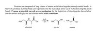 Proteins are composed of long chains of amino acids linked together through amide bonds. In
the body, protease enzymes break down proteins into the individual amino acids by hydrolyzing the amide
bonds. Propose a plausible curved arrow mechanism for the hydrolysis of the dipeptide shown below
into the amino acids glycine and alanine under acidic conditions.
H20
H+
HO
H2N.
H2N
H2N
+
HO,
dipeptide
glycine
alanine
