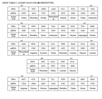 GENE TABLE 1: (LIGHT COAT-COLOR PHENOTYPE)
015
DNA
mRNA
Amino
Acid
DNA
mRNA
Amino
Acid
DNA
DNA
CAA
mRNA
Amino
Acid
GUU
105
CCG
GGC
Valine Threonine Proline
154
mRNA
UUC
Amino Phenylalani
Acid
ne
AAG
230
TGT
GCT
ACA
CGA
GTG
CAC
AUU
Glycine Histidine Serine Isoleucine
GCG
CGC
DNA
mRNA
Amino
Acid
GGG
CCC
CCC
GGG
Arginine Tyrosine
Arginine Glycine
AGG
UCC
ATA
UAU
209
TGT
ACA
Threonine
CCG
AAG
GGC
UUC
Phenylalani
ne
TAA
CAG
GUC
CAA
GUU
CGA
TTA
GCU
AAU
Alanine
AGC
UCG
Valine Threonine
Serine
TGG
ACC
GAC
Valine Leucine
CUG
GTG
CAC
Glycine Asparagine Histidine
TCA
AGU
Serine
CCG
GGC
GAG
CUC
212
CCA
GGU
Glycine
Glycine Asparagine
CAG
CAC
GUC
GUG
Valine
Valine
112
TTA
AAU
CCA
GGU
AGG
UCC
022
Leucine Glycine Leucine
Serine
TAA
AUU
Isoleucine
GGG
CCC
Proline
161
GAA
CUU
237
GGA
CCU
Proline