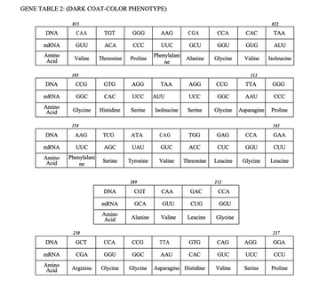 GENE TABLE 2: (DARK COAT-COLOR PHENOTYPE)
DNA
mRNA
Amino
Acid
DNA
mRNA
Amino
Acid
DNA
DNA
015
mRNA
Amino
Acid
CAA
GUU
105
Valine Threonine
CCG
GGC
154
mRNA
UUC
Amino Phenylalani
Acid
ne
AAG
230
TGT
GCT
ACA
CGA
GTG
CAC
TCG
Glycine Histidine Serine Isoleucine
AGC
Serine
ΝΑ
mRNA
Amino
Acid
CCA
GGU
GGG
Arginine Glycine
CCC
Proline
AGG
ATA
UAU
UCC AUU
209
CGT
GCA
Alanine
AAG
Tyrosine Valine
CCG
UUC
Phenylalani
ne
GGC
TAA
Glycine
CAG
GUC
GUU
TTA
CGA
AAU
GCU
Alanine
AGG
UCC
Serine
TGG
ACC
Valine Leucine
GAC
CUG
GTG
CCA
CAC
GGU
CCG
Glycine Valine
GGC
Threonine Leucine
Glycine
GAG
CUC
212
GGU
Glycine
CAG
GUC
CAC
GUG
Valine
Asparagine Histidine
112
TTA
AAU
CCA
GGU
Glycine
Asparagine Proline
AGG
UCC
022
Serine
TAA
AUU
Isoleucine
GGG
CCC
161
GAA
CUU
Leucine
237
GGA
CCU
Proline