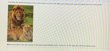 **Title: Exploring the Role of the Carbon Atom in Biological Differences: A Case Study of Male and Female Lions**

This educational module aims to delve into the fascinating world of biology by examining how the chemical structure of carbon atoms contributes to the observable differences between male and female lions. 

**Introduction:**
The carbon atom is fundamental in the chemistry of life. By examining its role, we can understand the underlying mechanisms that lead to the various physical and functional differences between genders in the animal kingdom.

**Observation:**
In the provided photograph, we observe a male lion and a female lion. 

- **Male Lion:** Characterized by a large mane surrounding its face, giving it a more imposing stature.
- **Female Lion:** Smaller in comparison, with a lack of a mane, which makes them appear less robust than their male counterparts.

**Question:**
*How does the chemical structure of the carbon atom account for the differences between the male and female lions seen in the photo?*

**Activity:**
Match the terms in the left column to the appropriate blanks in the sentences on the right. Not all terms will be used.

---
This module integrates visual and interactive learning to highlight the significance of carbon in biological diversity, specifically in gender differences among lions. Through this exercise, students will gain a deeper understanding of the biochemical underpinnings that manifest as distinct physical traits.