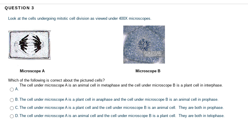 Answered: Look at the cells undergoing mitotic… | bartleby