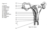 28
Figure 14.3
29
A. Ampulla
B. Body of Uterus
C. Cervical canal
30
31
D. Cervix
E. Endometrium
АВ. Fimbriae
AC. Fundus
AD. Myometrium
AE. Opening of cervix
BC. Ovary
BD. Perimetrium
BE. Vagina
32
33
34
35
36
37
38
Figure 14.3. Uterus
39
