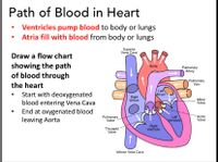 Path of Blood in Heart
Ventricles pump blood to body or lungs
Atria fill with blood from body or lungs
Superior
Vena Cava
Draw a flow chart
showing the path
of blood through
Aorta
Pulmonary
Artery
the heart
Pulmonary
Vein
Left
Atrium
Start with deoxygenated
blood entering Vena Cava
End at oxygenated blood
leaving Aorta
Right
Atrium
Mitral
Valve
Pulmonary
Valve
Aortic
Valve
Left
Ventricle
Tricuspid
Valve
Right
Ventricle
Inferior Vena Cava
