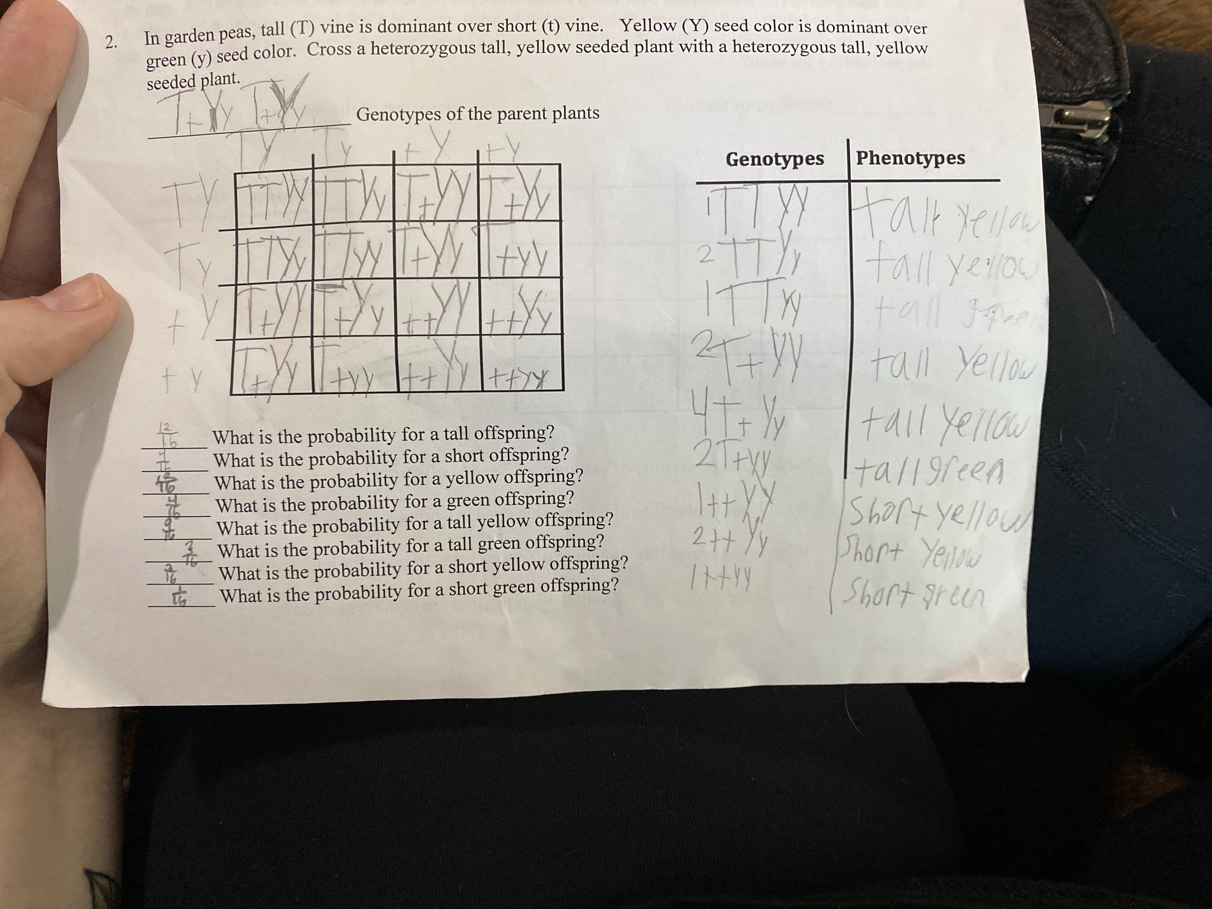 2.
In garden peas, tall (T) vine is dominant over short (t) vine. Yellow (Y) seed color is dominant over
rean (x) seed color. Cross a heterozygous tall, yellow seeded plant with a heterozygous tall, yellow
seeded plant.
Genotypes of the parent plants
Genotypes
Phenotypes
TYT
Ty
Halkl
tall yelou
tall Ique
tall yellow
tall yellaw
tall9reen
Short yellow
Short Yelow
Short green
27T
17
ITTX
2+ I
t.
What is the probability for a tall offspring?
What is the probability for a short offspring?
What is the probability for a yellow offspring?
What is the probability for a green offspring?
What is the probability for a tall yellow offspring?
What is the probability for a tall green offspring?
What is the probability for a short yellow offspring?
2T+W
2+4
立
What is the probability for a short green offspring?
