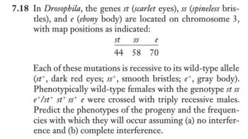 **7.18 In *Drosophila*, the genes st (scarlet eyes), ss (spineless bristles), and e (ebony body) are located on chromosome 3, with map positions as indicated:**

\[
\begin{array}{ccc}
\text{st} & \text{ss} & \text{e} \\
44 & 58 & 70 \\
\end{array}
\]

Each of these mutations is recessive to its wild-type allele (st⁺, dark red eyes; ss⁺, smooth bristles; e⁺, gray body). Phenotypically wild-type females with the genotype st ss e⁺/st⁺ ss⁺ e were crossed with triply recessive males. Predict the phenotypes of the progeny and the frequencies with which they will occur assuming (a) no interference and (b) complete interference.