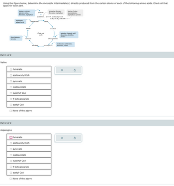 Using the figure below, determine the metabolic intermediate(s) directly produced from the carbon atoms of each of the following amino acids. Check all that
apply for each part.
alanine, cysteine,
isoleucine, leucine,
Part 1 of 2
Valine
leucine, lysine,
glycine, serine,
pyruvate
threonine, tryptophan
threonine, tryptophan
phenylalanine,
tryptophan, tyrosine
acetyl CoA acetoacetyl CoA
(CH,COCH,COSCA)
asparagine,
aspartic acid
oxaloacetate
citrate
malate
isocitrate
Citric acid
cycle
phenylalanine,
tyrosine
fumarate
Part 2 of 2
Asparagine
fumarate
acetoacetyl CoA
pyruvate
oxaloacetate
succinyl CoA
a-ketoglutarate
acetyl CoA
None of the above
fumarate
acetoacetyl CoA
pyruvate
oxaloacetate
succinyl CoA
a-ketoglutarate
acetyl CoA
None of the above
a-ketoglutarate
arginine, glutamic acid,
glutamine, histidine,
proline
K
succinate
succinyl CoA
isoleucine, methionine,
threonine, valine