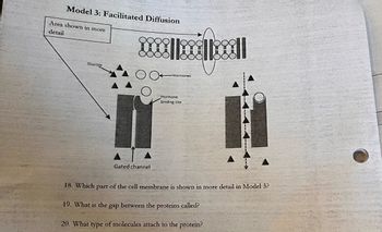 Model 3: Facilitated Diffusion
Area shown in more
detail
Glucose
xml
Gated channel
Hormones
Hormone
binding site
18. Which part of the cell membrane is shown in more detail in Model 3?
19. What is the gap between the proteins called?
20. What type of molecules attach to the protein?