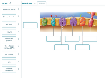 Labels →
Drop Zones
←
Reset All
Gated ion channel
Cell-identity marker
Receptor
Enzyme
Breakdown
products
Cell-adhesion
molecule (CAM)
lon channel
lons
Chemical
messenger