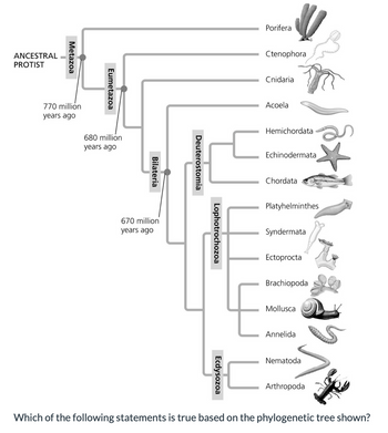 ANCESTRAL
PROTIST
Metazoa
Eumetazoa
770 million
years ago
680 million
years ago
Bilateria
670 million
years ago
Porifera
Ctenophora
Cnidaria
Acoela
Deuterostomia
Lophotrochozoa
Hemichordata
Echinodermata
Chordata
wwwwww
Platyhelminthes
Syndermata
Ectoprocta
Brachiopoda
Ecdysozoa
Mollusca
Annelida
Nematoda
Arthropoda
Which of the following statements is true based on the phylogenetic tree shown?