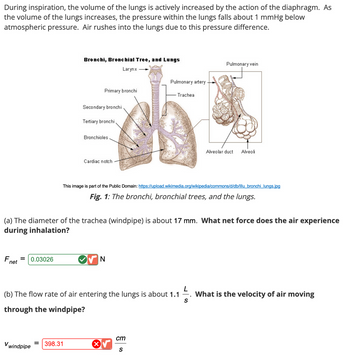 During inspiration, the volume of the lungs is actively increased by the action of the diaphragm. As
the volume of the lungs increases, the pressure within the lungs falls about 1 mmHg below
atmospheric pressure. Air rushes into the lungs due to this pressure difference.
Bronchi, Bronchial Tree, and Lungs
Larynx
Primary bronchi
Secondary bronchi
Tertiary bronchi
Bronchioles
Cardiac notch
Pulmonary artery
Trachea
Pulmonary vein
Alveolar duct
Alveoli
This image is part of the Public Domain: https://upload.wikimedia.org/wikipedia/commons/d/db/Illu_bronchi lungs.jpg
Fig. 1: The bronchi, bronchial trees, and the lungs.
(a) The diameter of the trachea (windpipe) is about 17 mm. What net force does the air experience
during inhalation?
F
=
0.03026
N
net
L
(b) The flow rate of air entering the lungs is about 1.1
.
What is the velocity of air moving
S
through the windpipe?
ст
windpipe
398.31
S