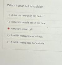 Which human cell is haploid?
O A mature neuron in the brain
O A mature muscle cell in the heart
A mature sperm cell
O A cell in metaphase of mitosis
O A cell in metaphase I of meiosis
