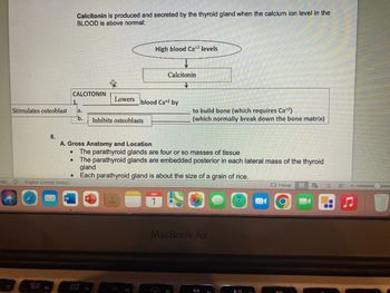 rds
F2
Stimulates osteoblast
II.
80
English (United States)
W
Calcitonin is produced and secreted by the thyroid gland when the calcium ion level in the
BLOOD is above normal:
CALCITONIN
A. Gross Anatomy and Location
●
a.
b. Inhibits osteoblasts
000
High blood Ca+² levels
Lowers blood Cat2 by
F4
Calcitonin
The parathyroid glands are four or so masses of tissue
The parathyroid glands are embedded posterior in each lateral mass of the thyroid
gland
Each parathyroid gland is about the size of a grain of rice.
SEP
to build bone (which requires Ca+2)
(which normally break down the bone matrix)
MacBook Air
Focus E FEE -