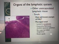 Organs of the lymphatic system
• Other unencapsulated
lymphatic tissue
Tonsils
Most well-known example
Ep
of MALT
Pharyngeal tonsil
Located in nasopharynx
Covered by PSCC/some
stratified squamous epithelium
No crypts, but folded
invaginations
Partial capsule
