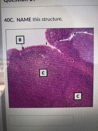 40C. NAME this structure.
C
