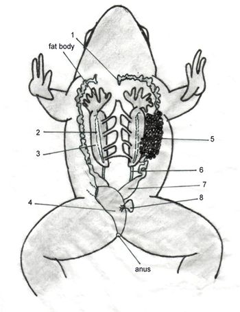 Answered: Label the respiratory organs of a frog… | bartleby