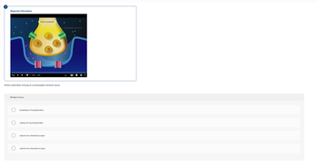 Required information
Action potential
Multiple Choice
0:00 0:45
Action potentials arriving at a presynaptic terminal cause
breakdown of acetylcholine.
release of neurotransmitter.
calcium ion channels to open.
calcium ion channels to close.
-Presynaptic terminal
1x
CC O