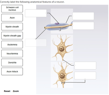 Correctly label the following anatomical features of a neuron.
Schwann cell
nucleus
Axon
Myelin sheath
Myelin sheath gap
Axolemma
Neurilemma
Dendrite
Axon hillock
Reset Zoom
II